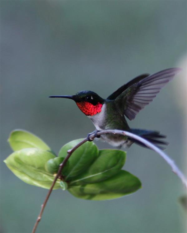 Hummingbird